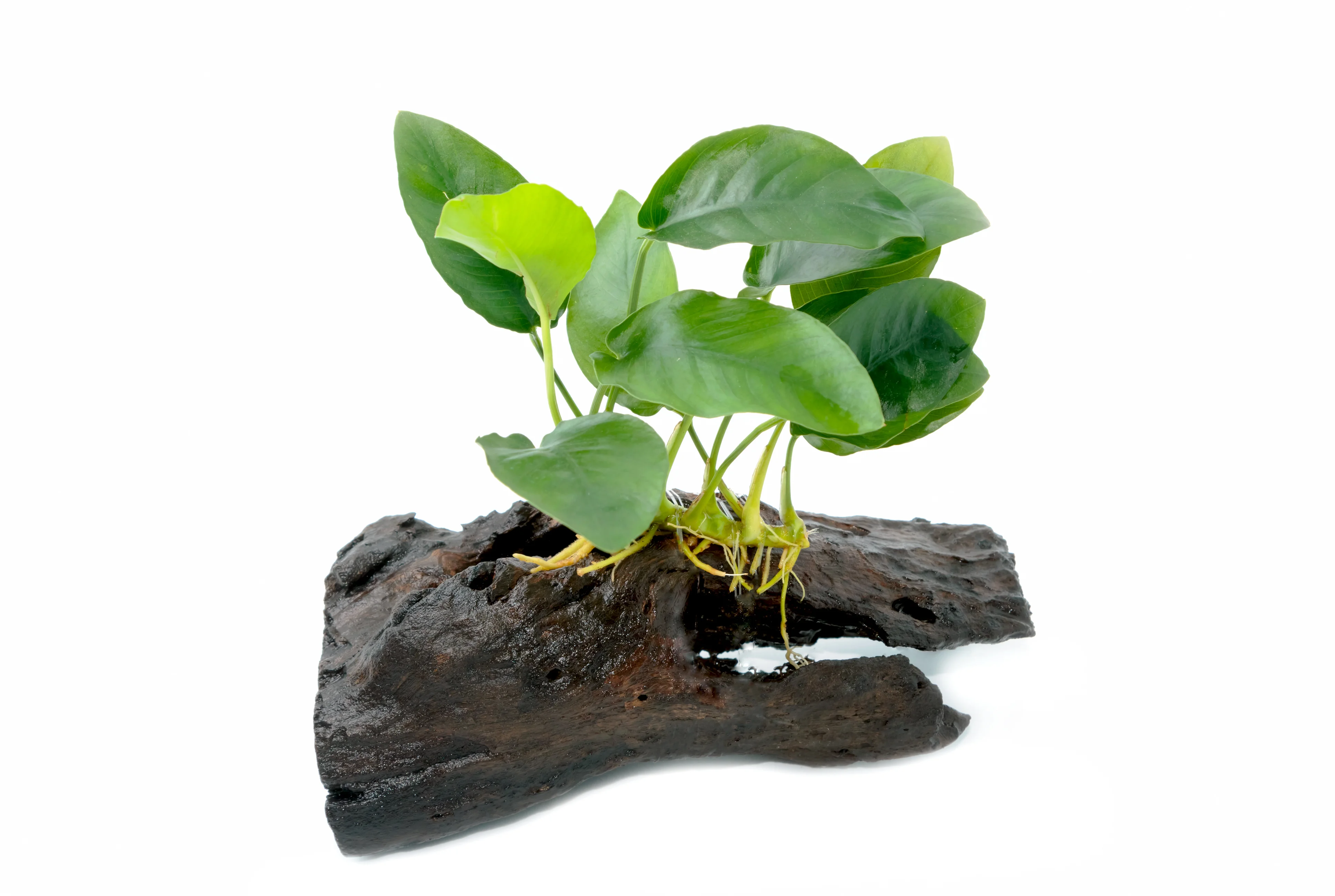 Anubias barteri attached to driftwood in a shrimp tank