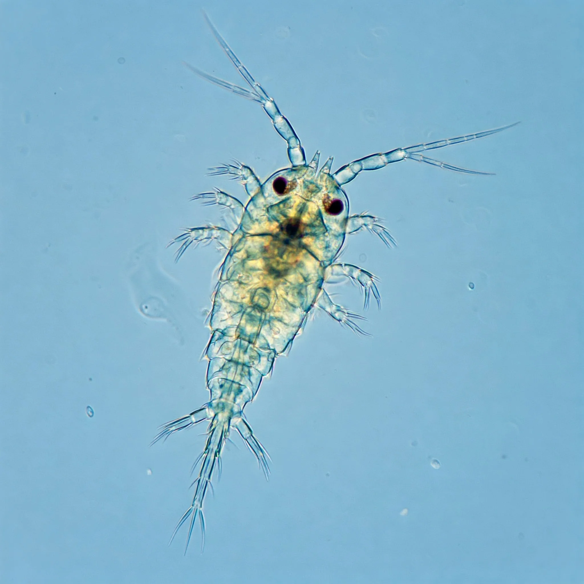 Copepods in a shrimp tank