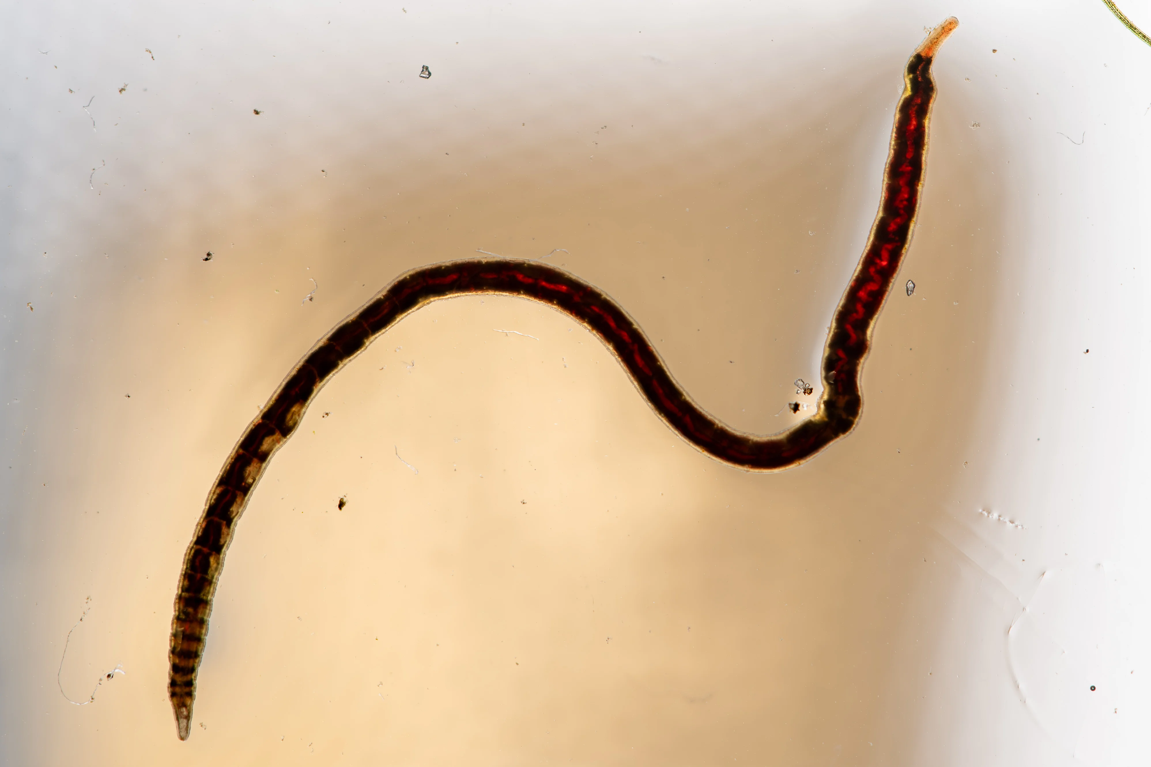 Detritus worms in substrate