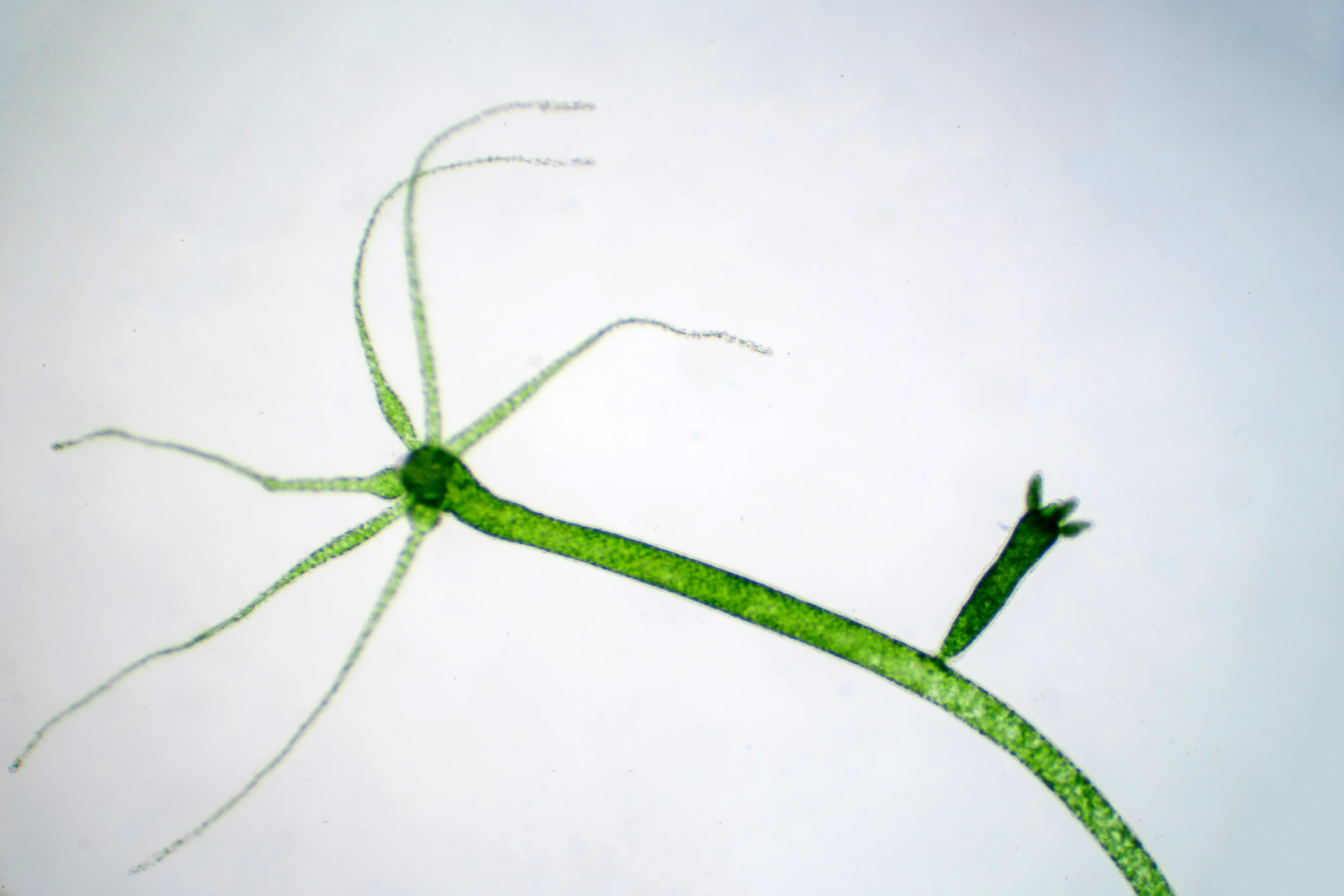 Hydra in a shrimp tank