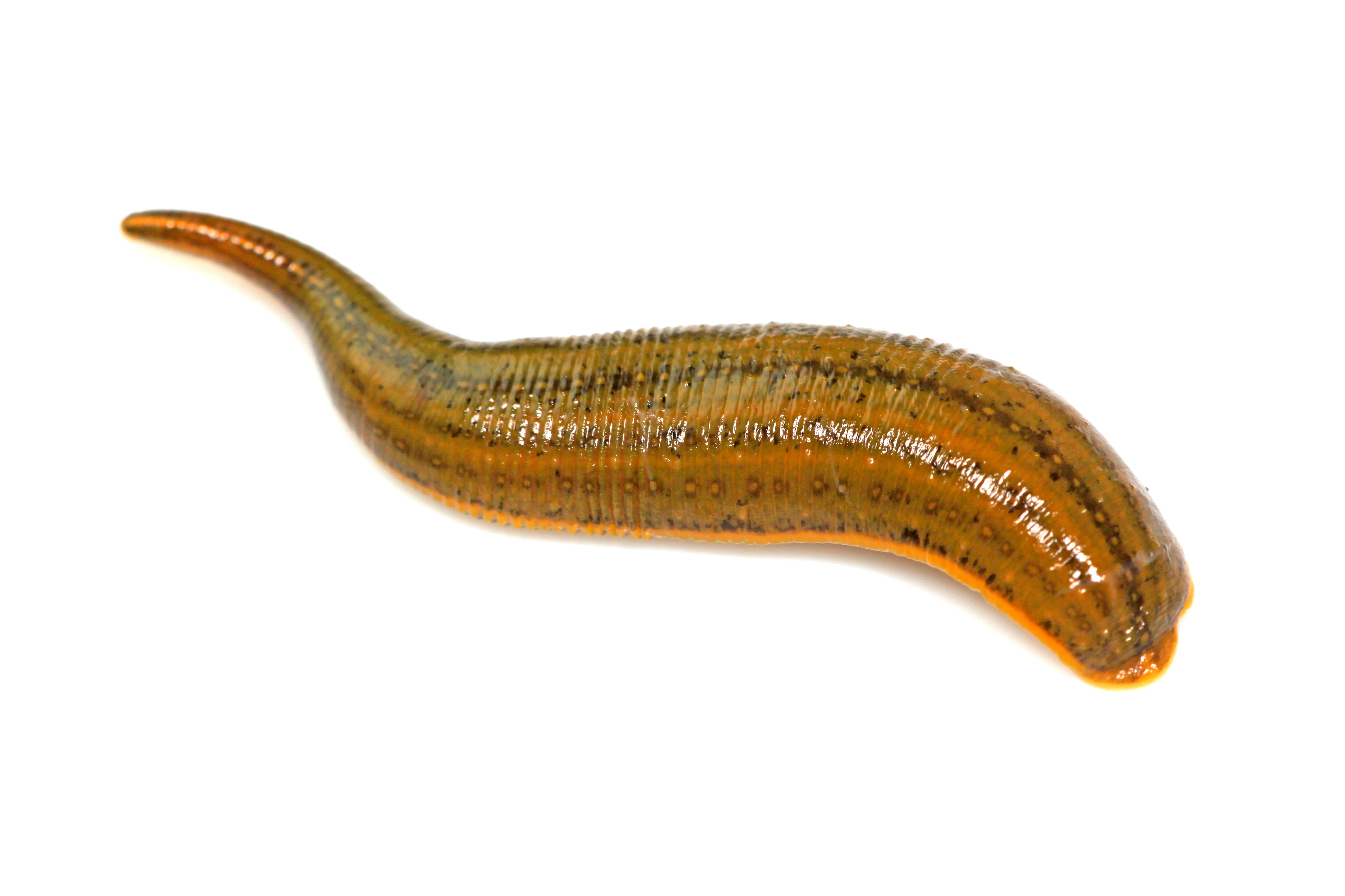 Leech