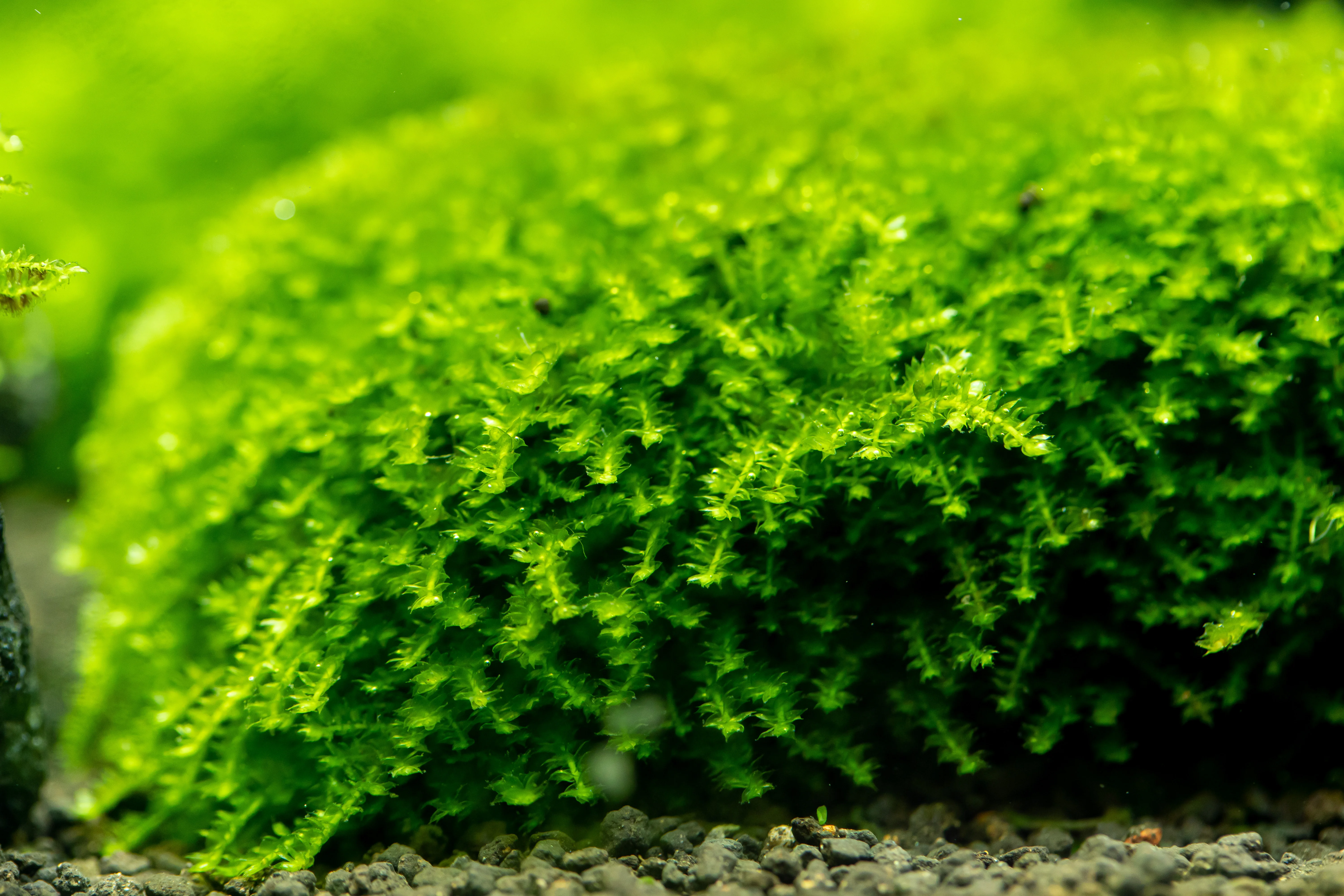 Java Moss close-up, showing fine texture