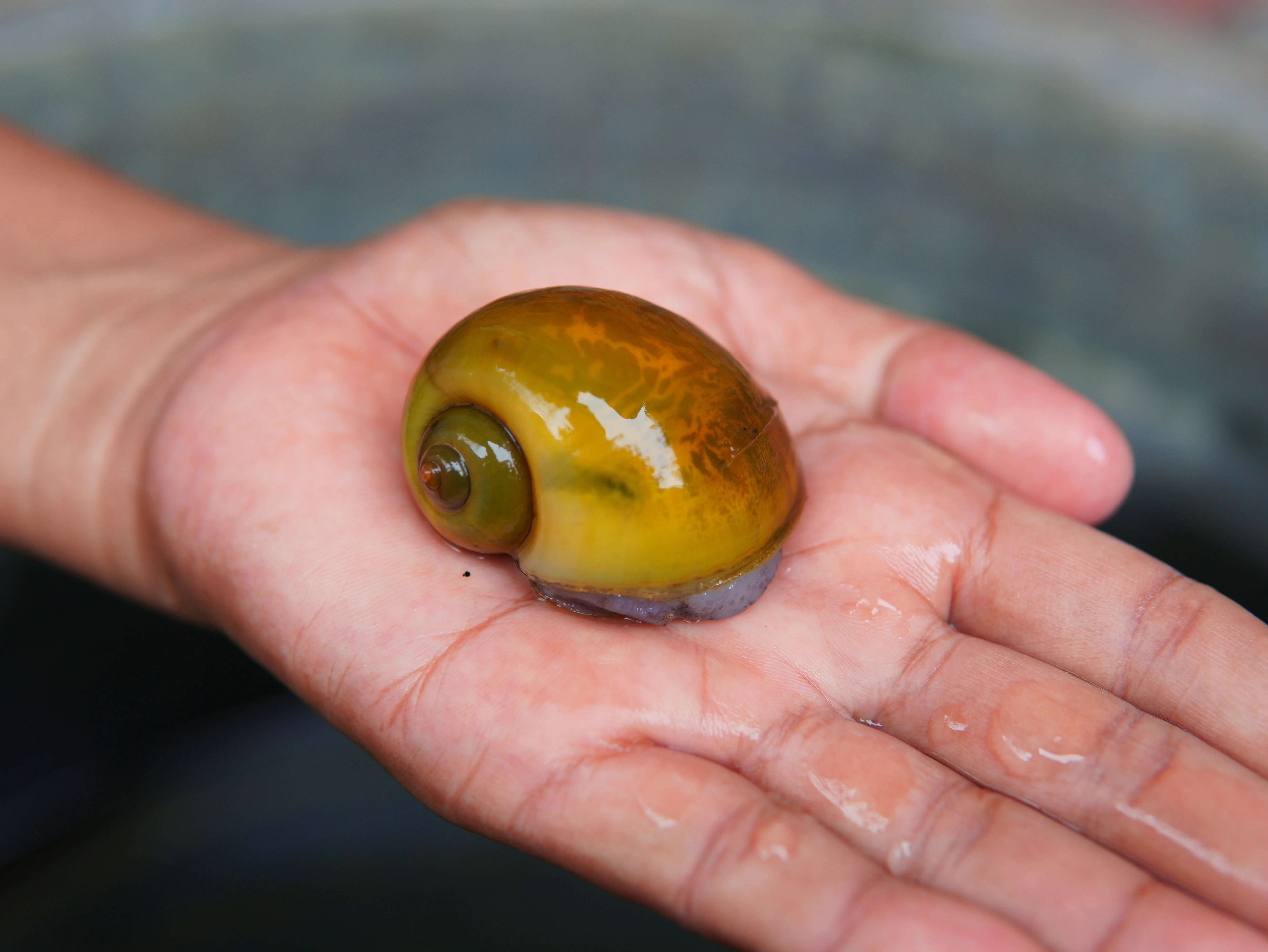 Mystery Snail in a shrimp tank