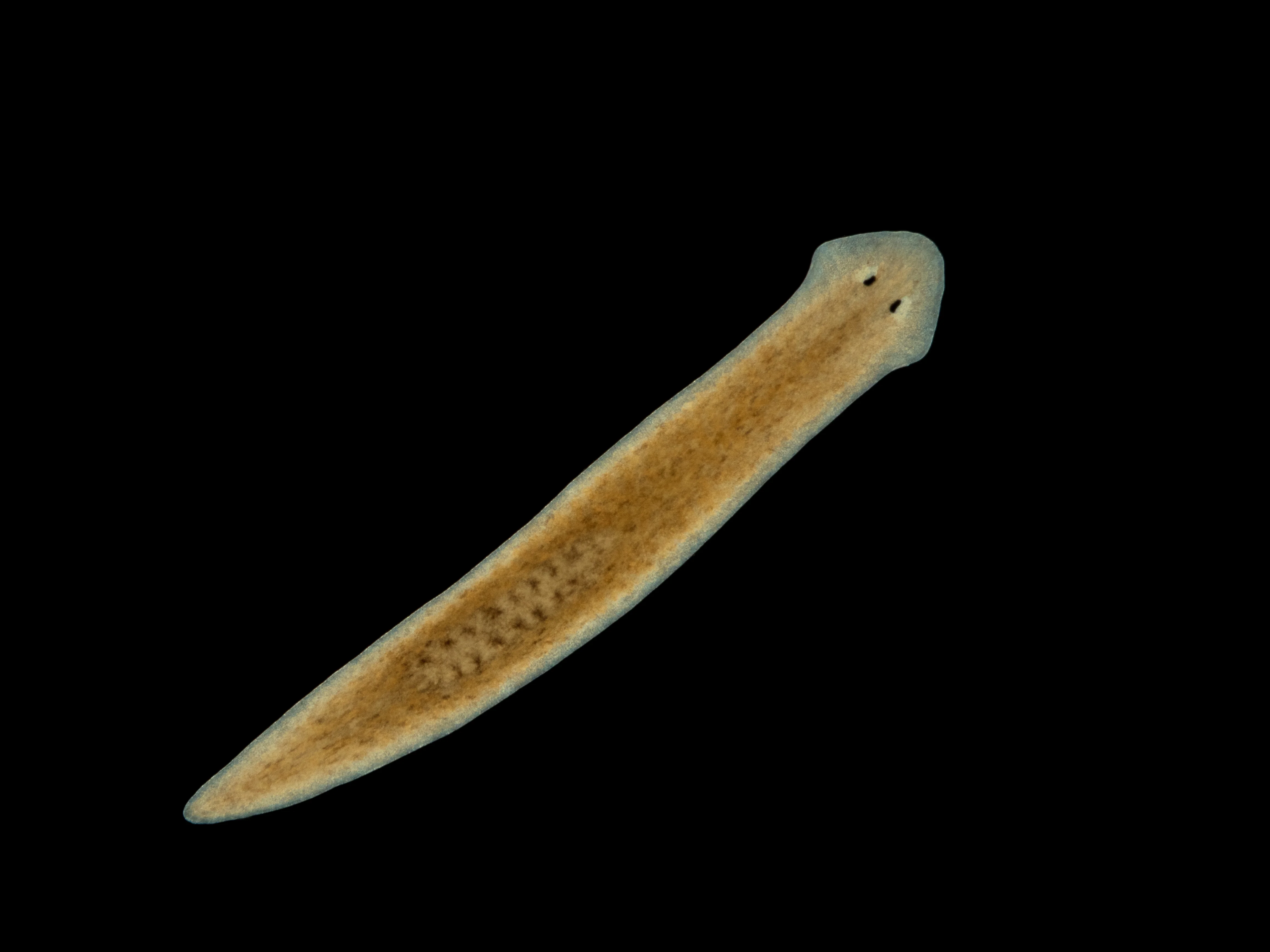 Planaria flatworm