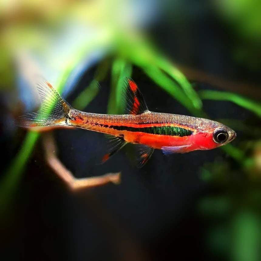 Possible tank mates for shrimp