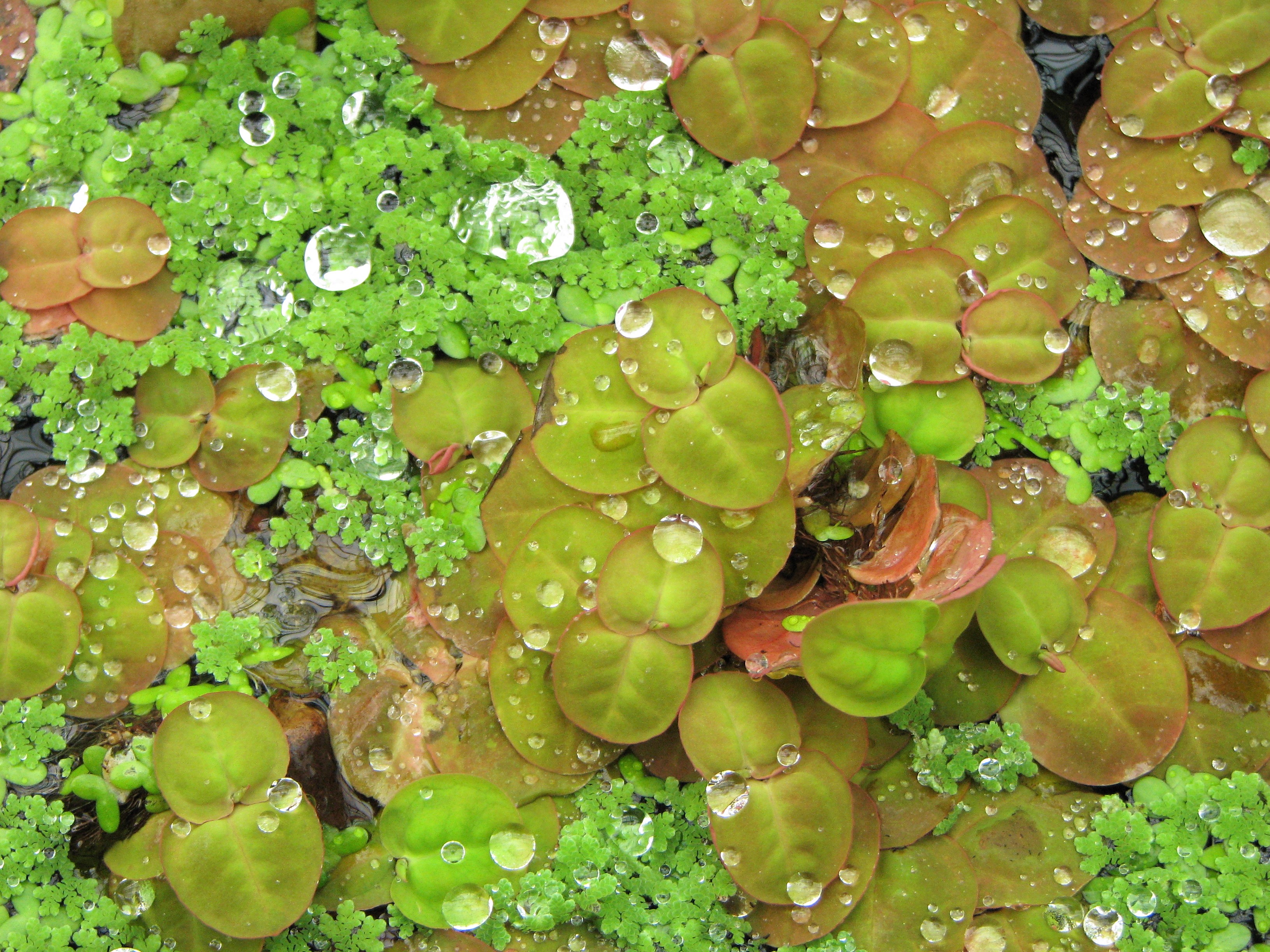 Red Root Floater with visible red roots and flowers